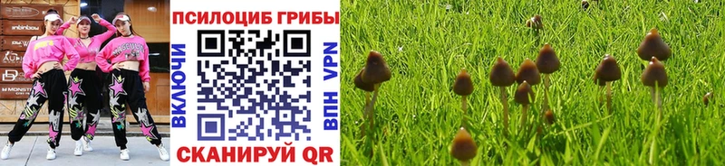 Галлюциногенные грибы Psilocybine cubensis  Южноуральск 